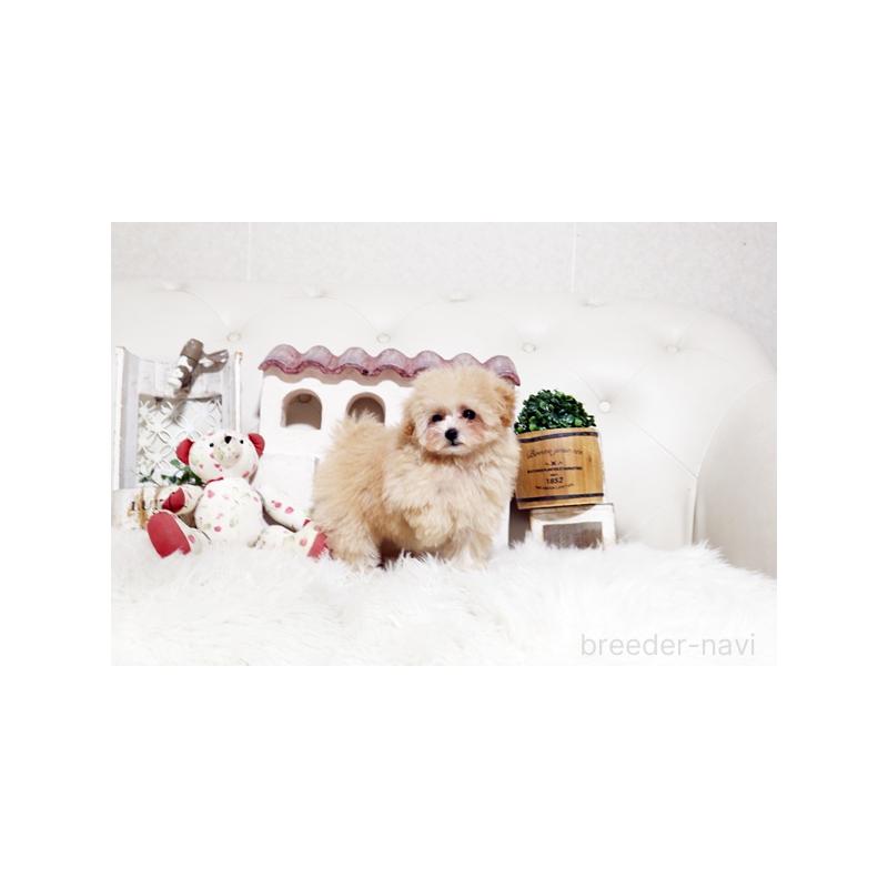 販売中の佐賀県のトイプードル-441687の3枚目