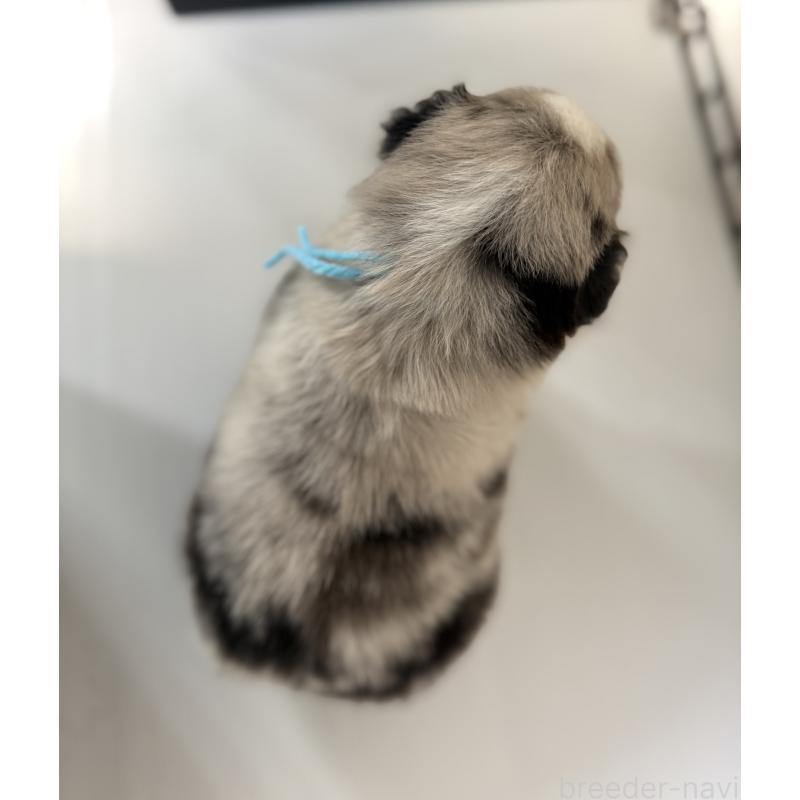 販売中の山梨県のオーストラリアンシェパード-444632の5枚目