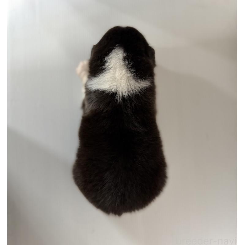 販売中の山梨県のオーストラリアンシェパード-444633の3枚目