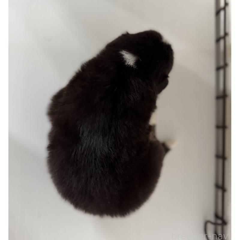 販売中の山梨県のオーストラリアンシェパード-444634の4枚目