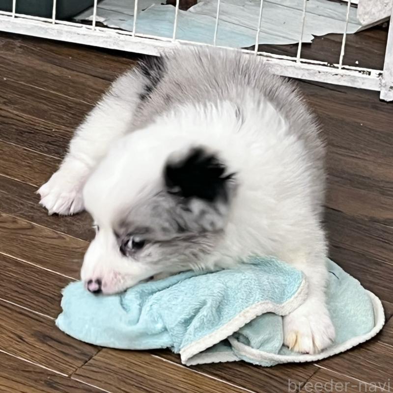 成約済の東京都のボーダーコリー-447199の7枚目