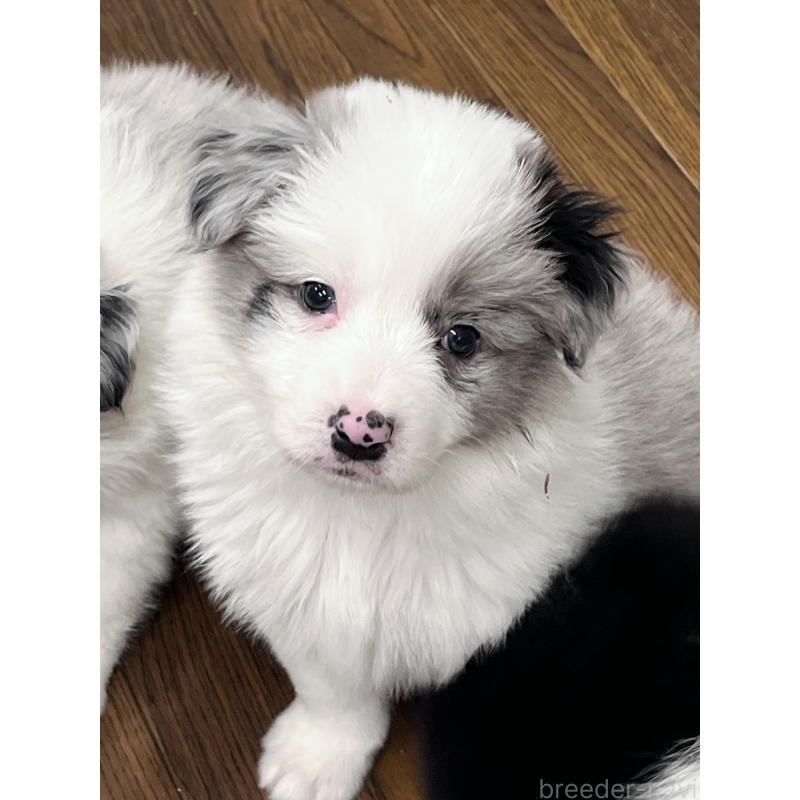 ♀︎ボーダーコリー