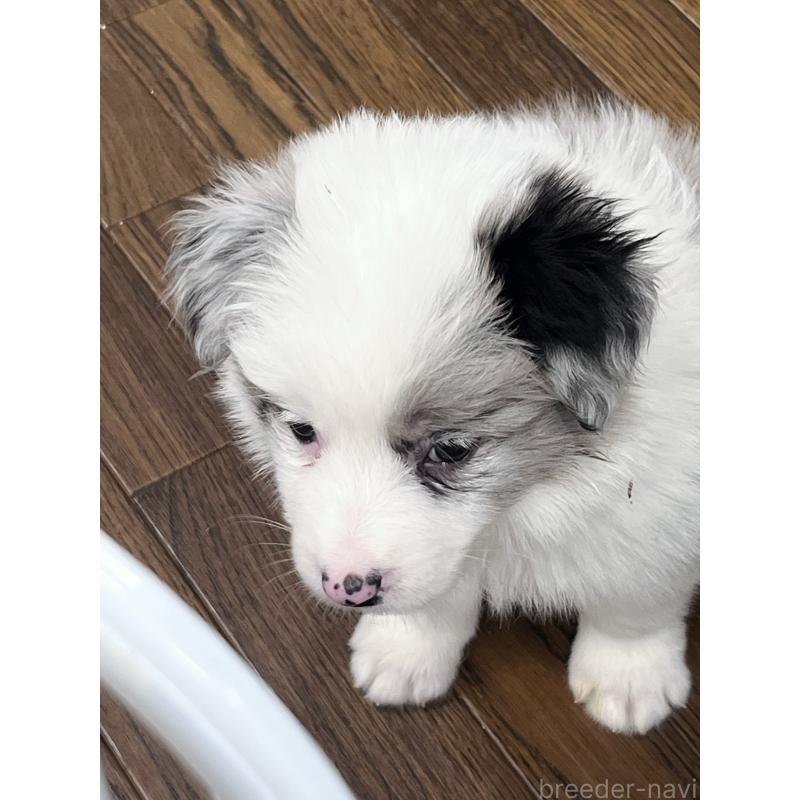 成約済の東京都のボーダーコリー-447199の6枚目