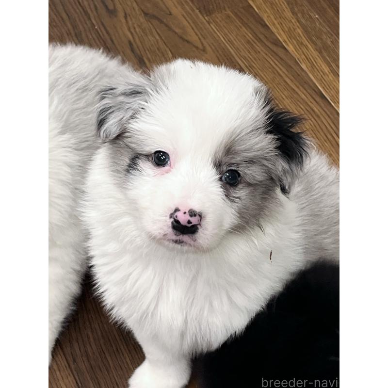 成約済の東京都のボーダーコリー-447199の5枚目