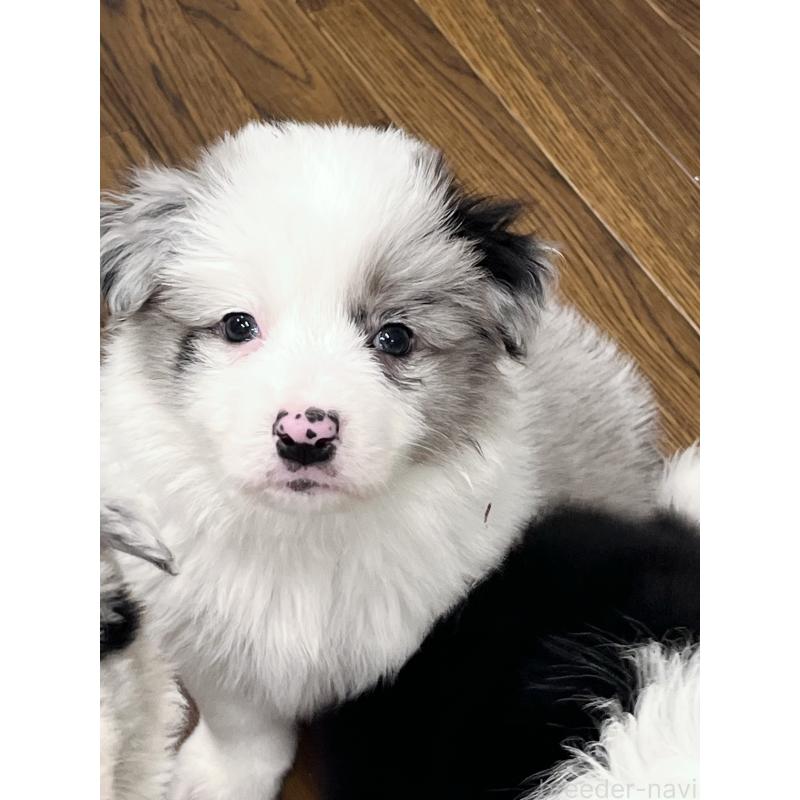 成約済の東京都のボーダーコリー-447199の4枚目