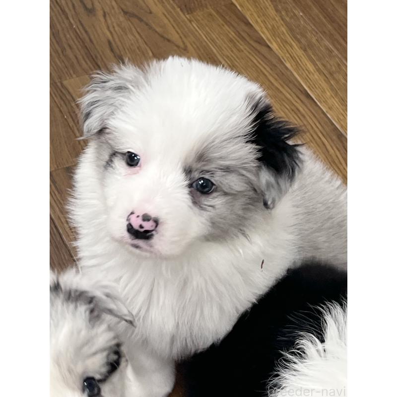 成約済の東京都のボーダーコリー-447199の3枚目