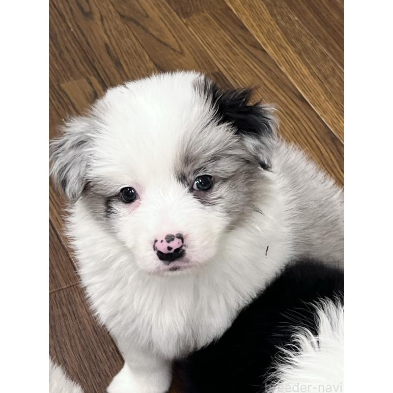 成約済の東京都のボーダーコリー-447199の2枚目