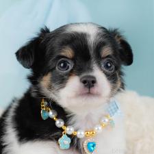 ♀︎チワワ(ロングコート)