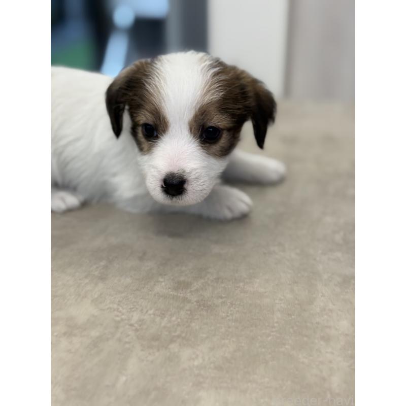 成約済の宮崎県のジャックラッセルテリア-446285の7枚目