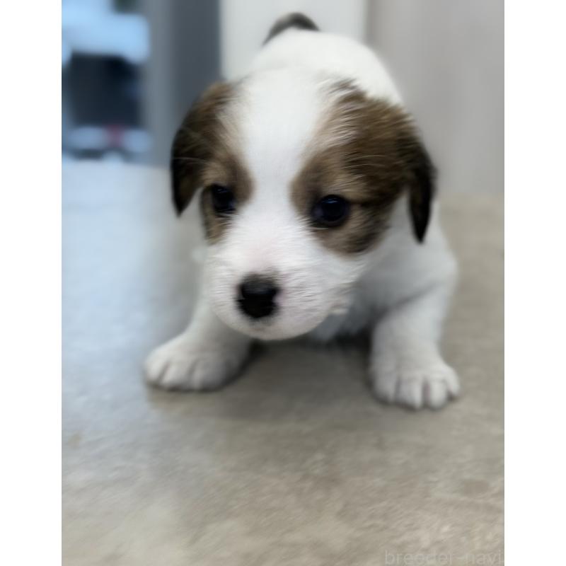 成約済の宮崎県のジャックラッセルテリア-446285の6枚目