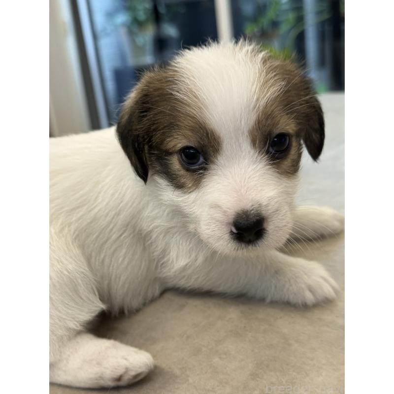 成約済の宮崎県のジャックラッセルテリア-446285の5枚目