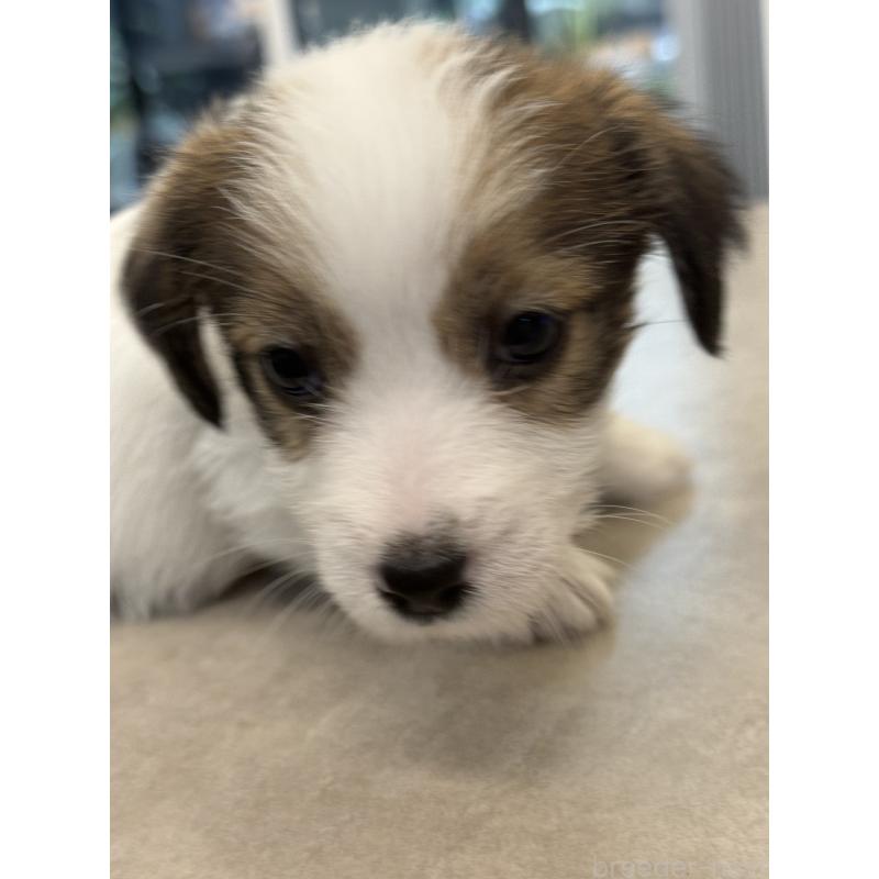 成約済の宮崎県のジャックラッセルテリア-446285の4枚目