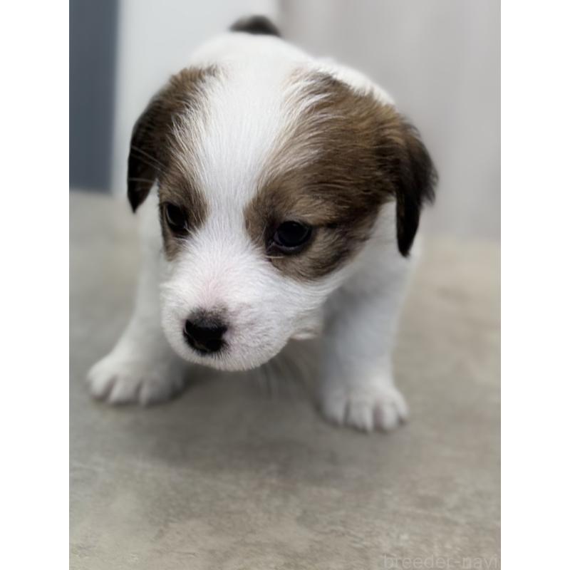 成約済の宮崎県のジャックラッセルテリア-446285の3枚目