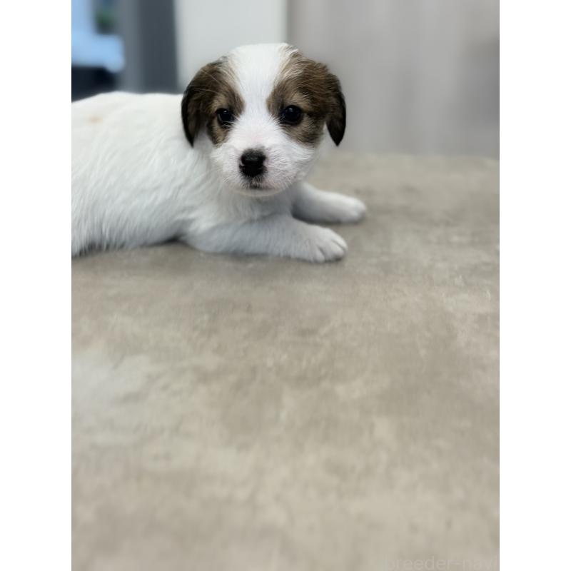 成約済の宮崎県のジャックラッセルテリア-446285の2枚目