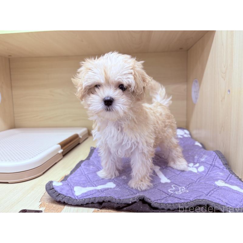 販売中の東京都のマルプー:マルチーズ×トイプードル-443350の4枚目