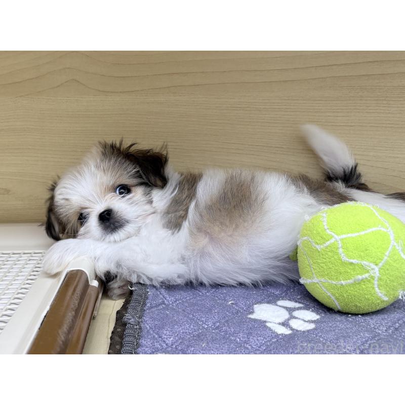 販売中の東京都のチワマル:チワワ×マルチーズ-446441の6枚目