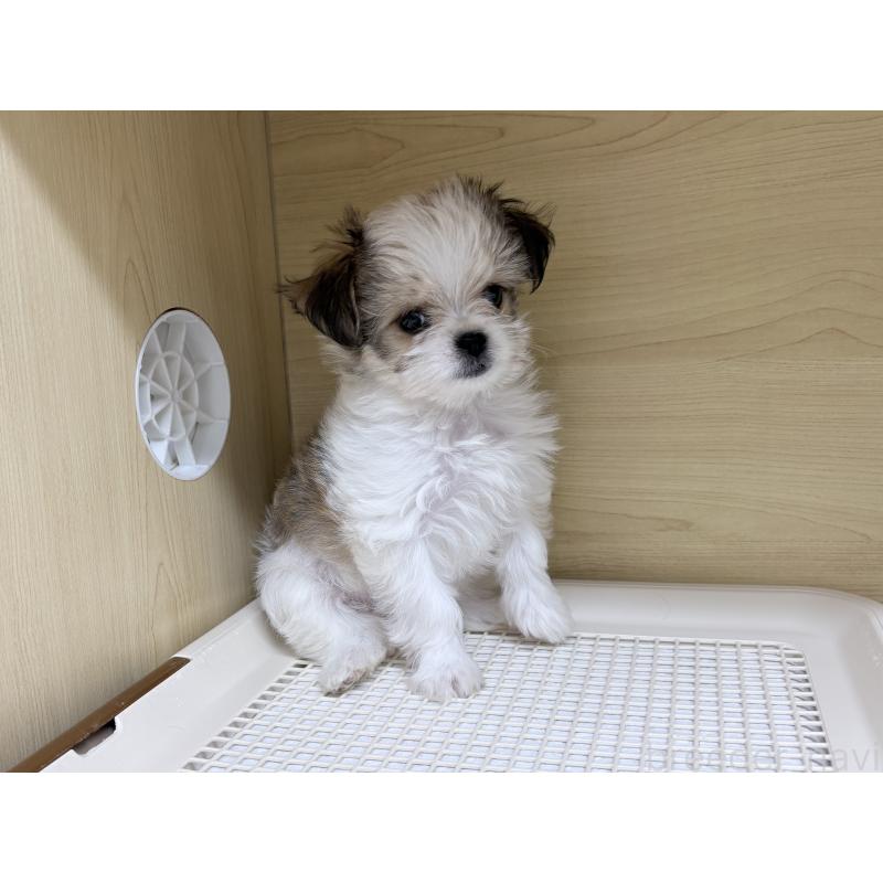 販売中の東京都のチワマル:チワワ×マルチーズ-446441の5枚目