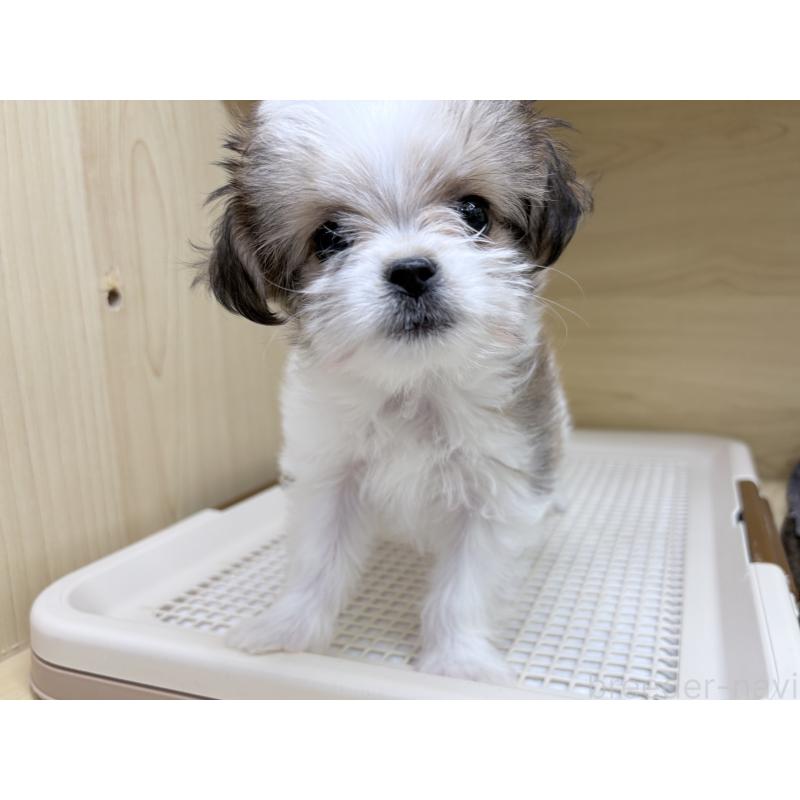 販売中の東京都のチワマル:チワワ×マルチーズ-446441の4枚目