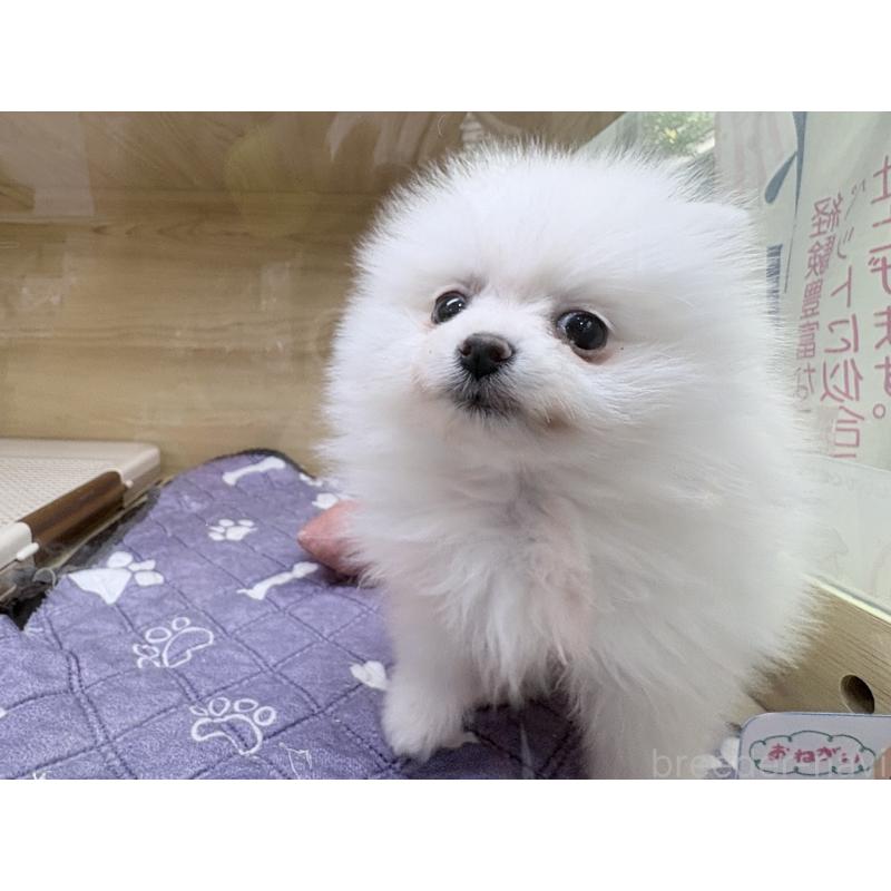 販売中の東京都のポメラニアン-446438の8枚目