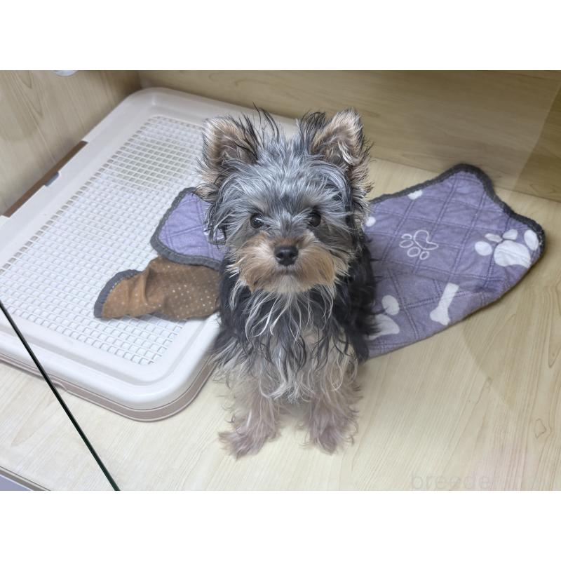 販売中の東京都のヨークシャーテリア-422521の2枚目