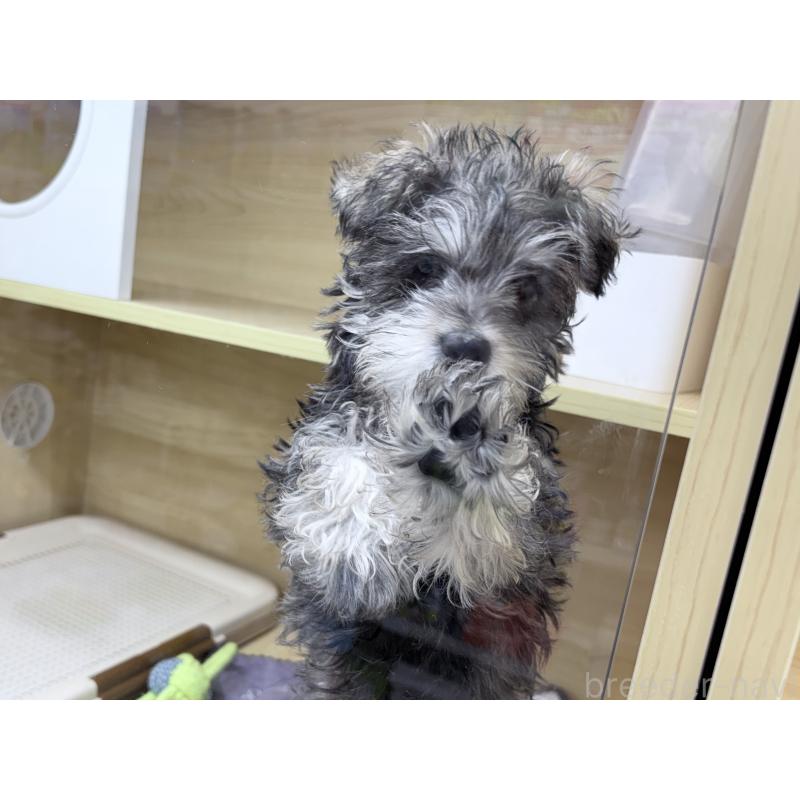 成約済の東京都のミニチュアシュナウザー-435977の3枚目