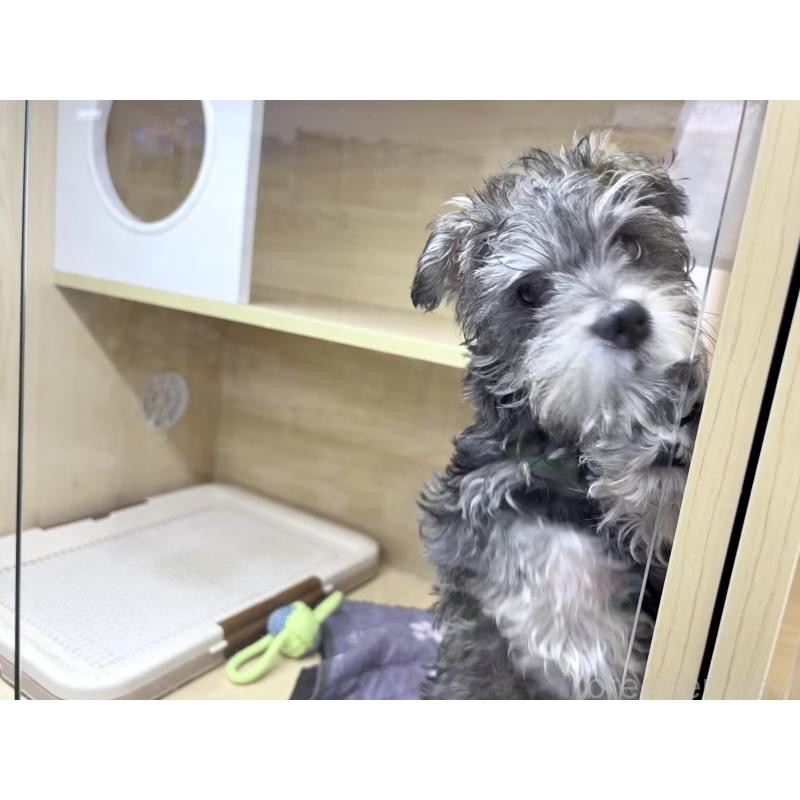 成約済の東京都のミニチュアシュナウザー-435977の2枚目