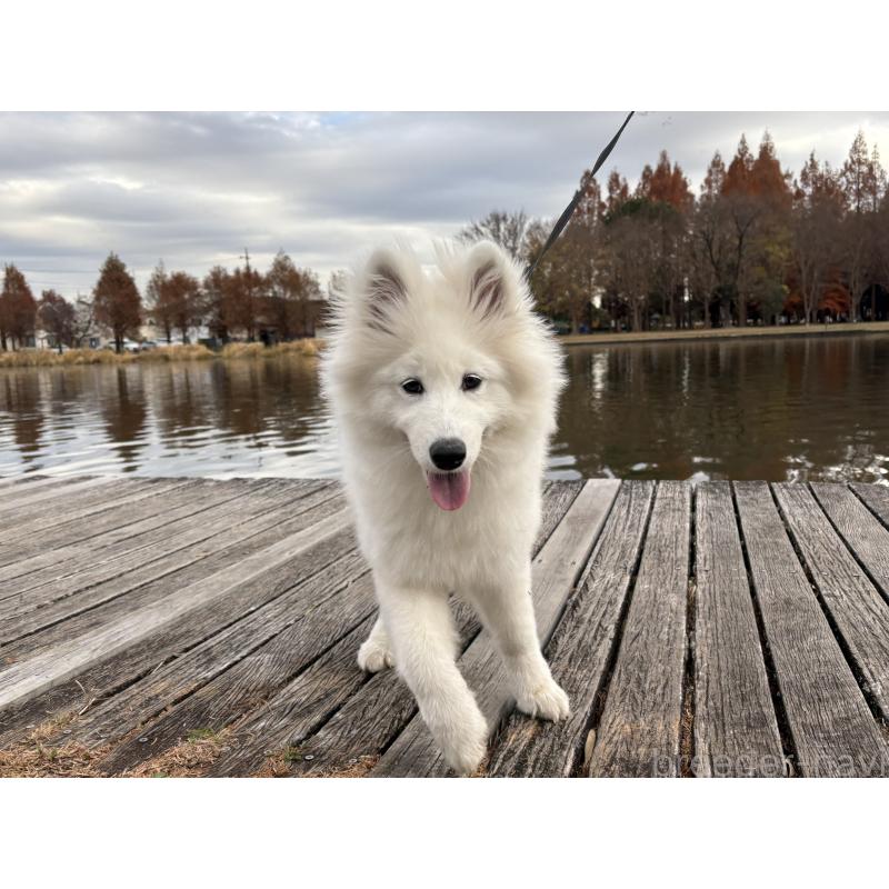 販売中の東京都のサモエド-406021