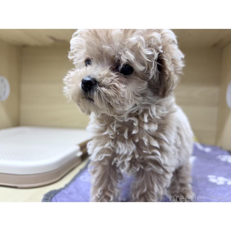 販売中の東京都のトイプードル-438789