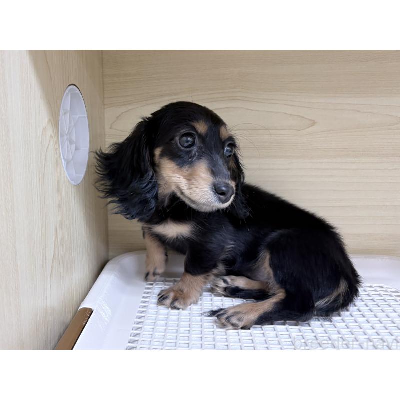 東京都でミニチュアダックスフンドの子犬を探す｜ブリーダーナビ