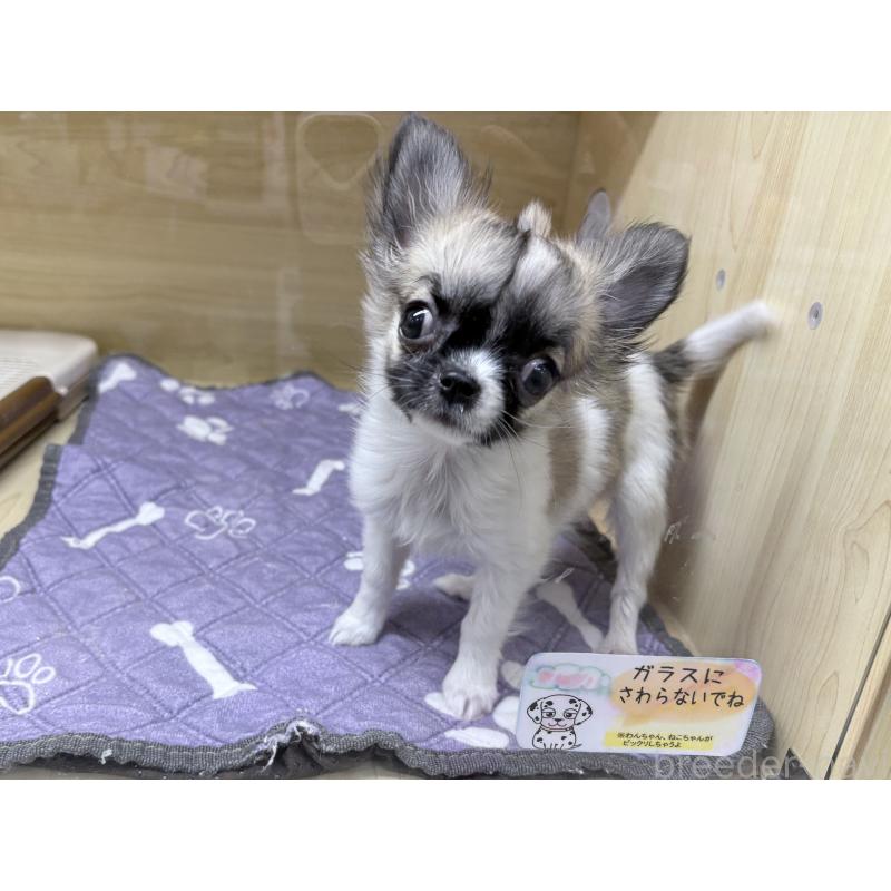 販売中の東京都のチワワ(ロングコート)-443353の4枚目