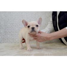 ♀︎フレンチブルドッグ