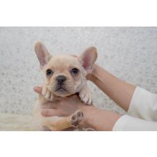 ♀︎フレンチブルドッグ