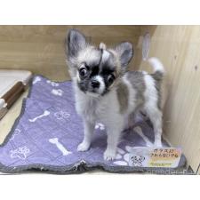 ♀︎チワワ(ロングコート)