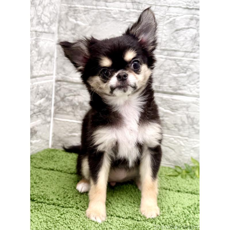 販売中の埼玉県のチワワ(ロングコート)-442731の12枚目