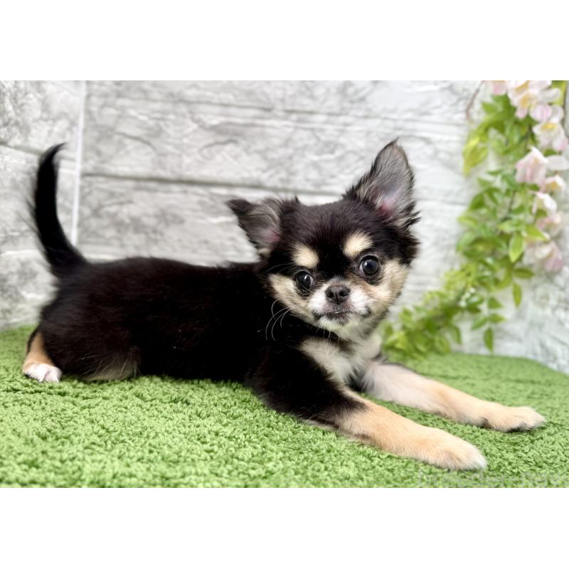 販売中の埼玉県のチワワ(ロングコート)-442731の11枚目