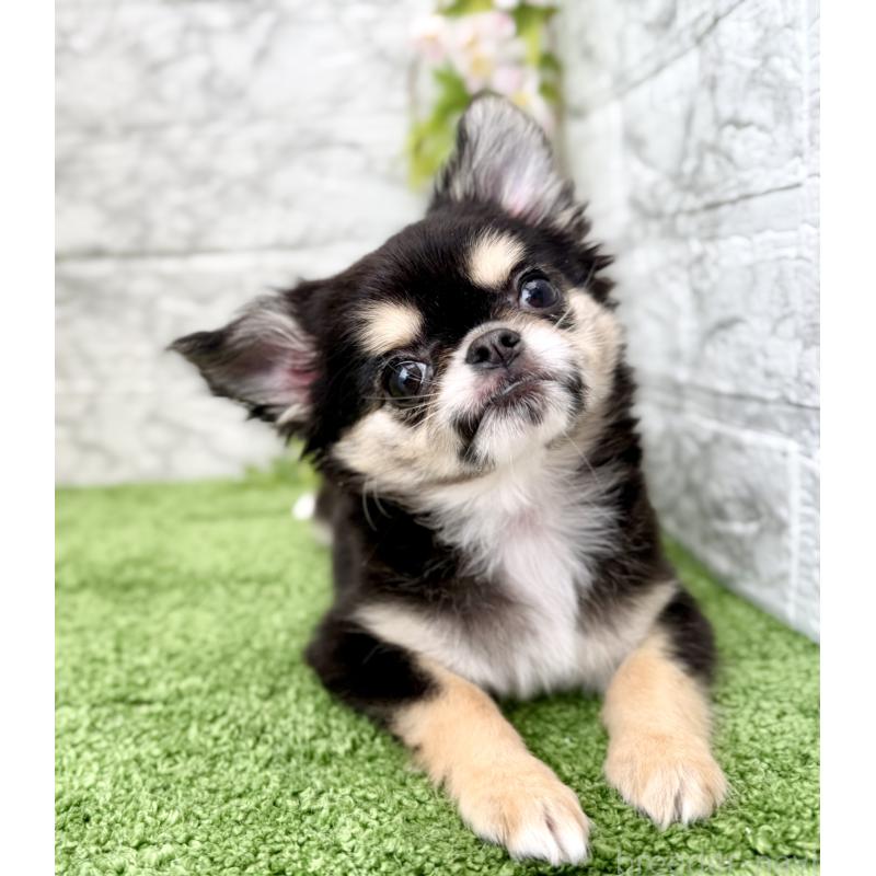 販売中の埼玉県のチワワ(ロングコート)-442731の10枚目