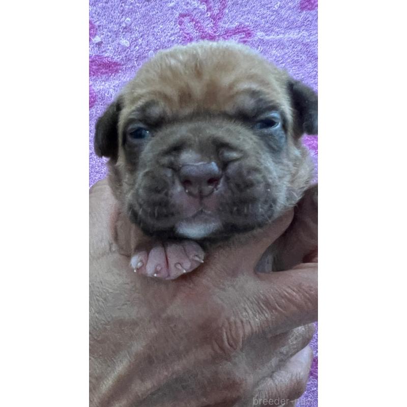 販売中の愛知県のアメリカンピットブルテリア-447038の5枚目