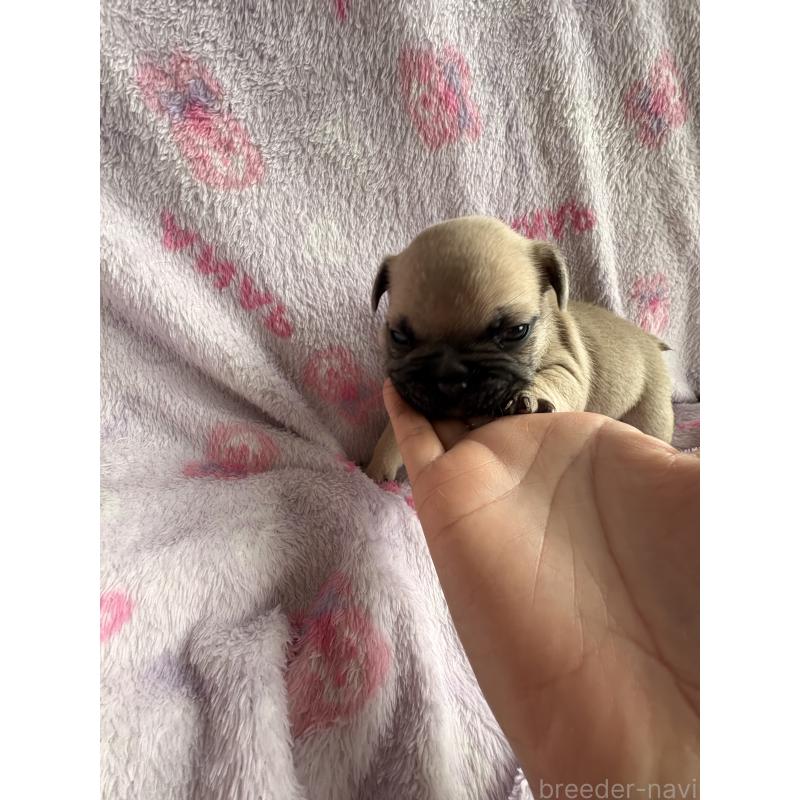 販売中の静岡県のフレンチブルドッグ-444318の13枚目