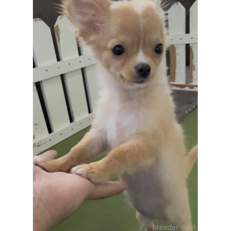 販売中の福岡県のチワワ(ロングコート)-432600の3枚目