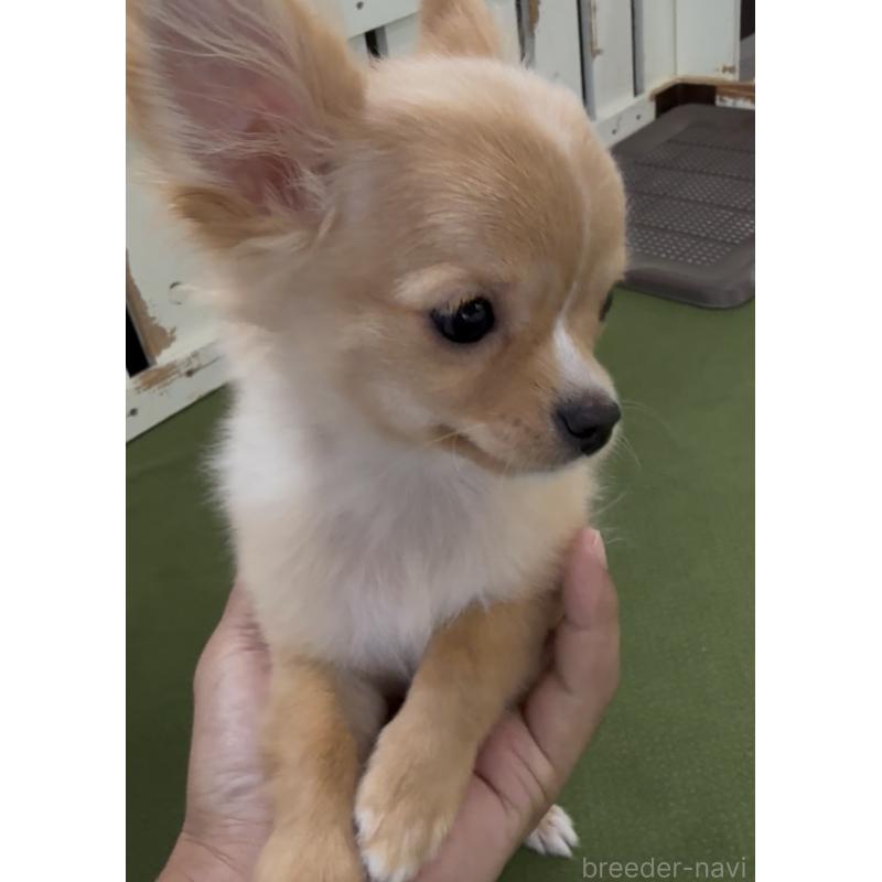 販売中の福岡県のチワワ(ロングコート)-432600の2枚目