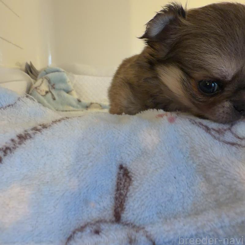 販売中の香川県のチワワ(ロングコート)-448625の10枚目