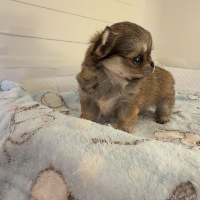 販売中の香川県のチワワ(ロングコート)-448625の9枚目