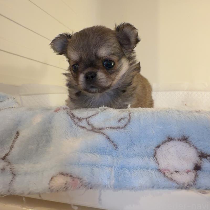 販売中の香川県のチワワ(ロングコート)-448625の8枚目