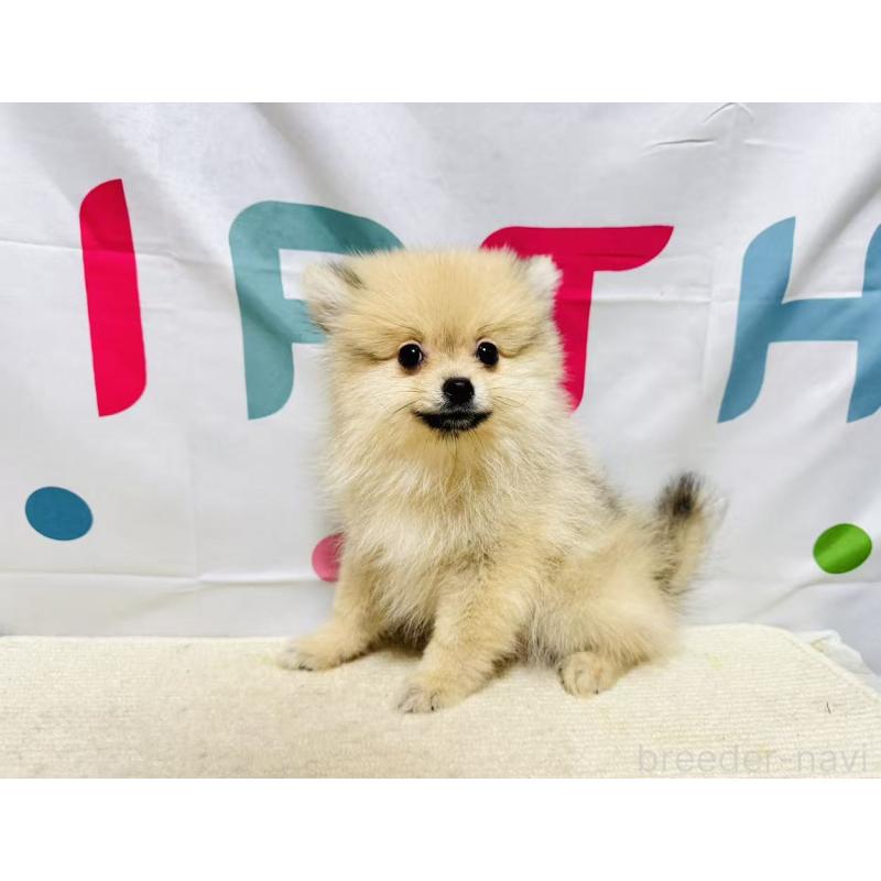 販売中の岐阜県のポメラニアン-434713の8枚目