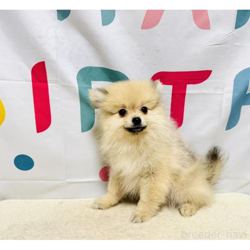 販売中の岐阜県のポメラニアン-434713の7枚目