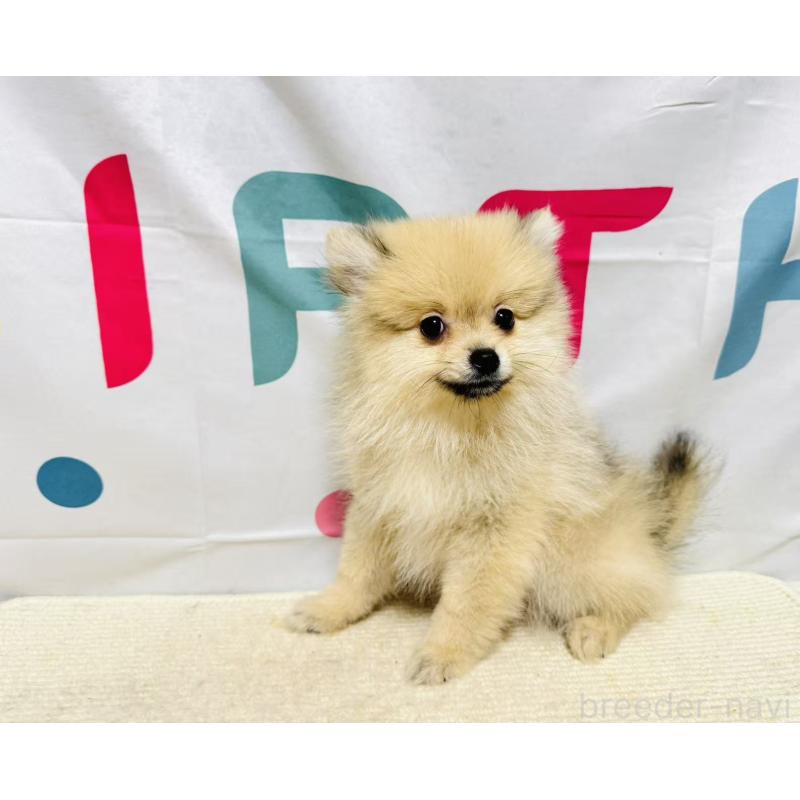 販売中の岐阜県のポメラニアン-434713の6枚目