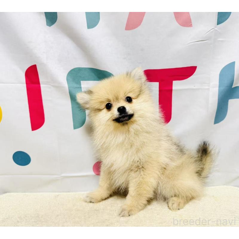 販売中の岐阜県のポメラニアン-434713の4枚目
