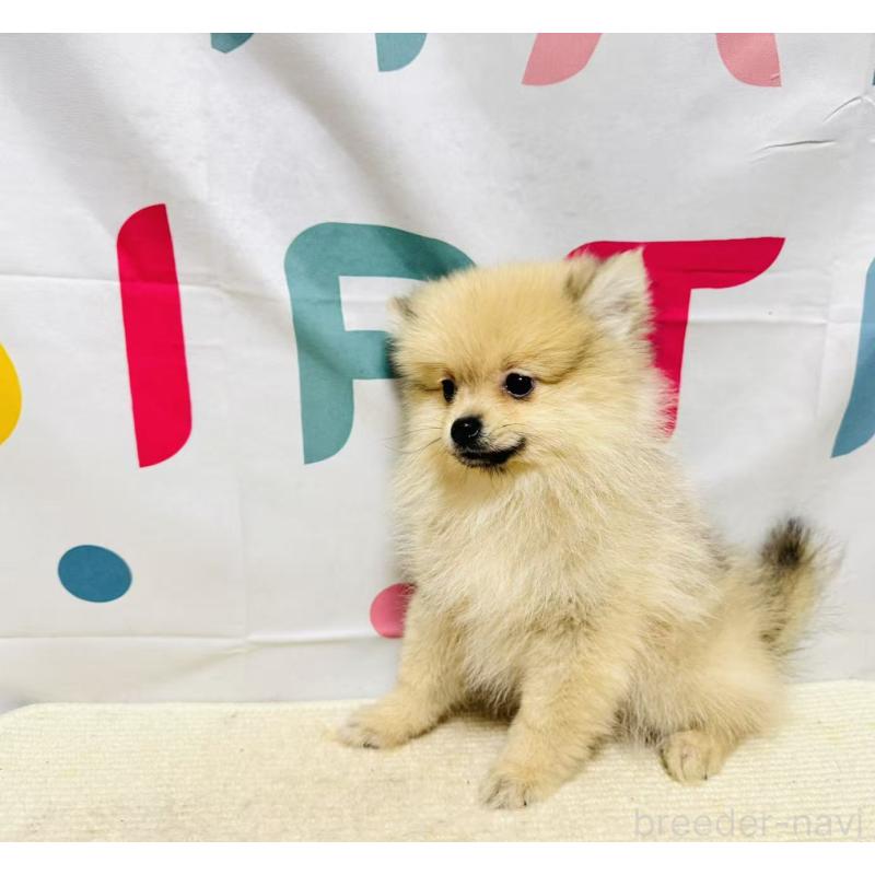 販売中の岐阜県のポメラニアン-434713の5枚目