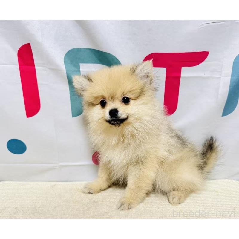 販売中の岐阜県のポメラニアン-434713の3枚目