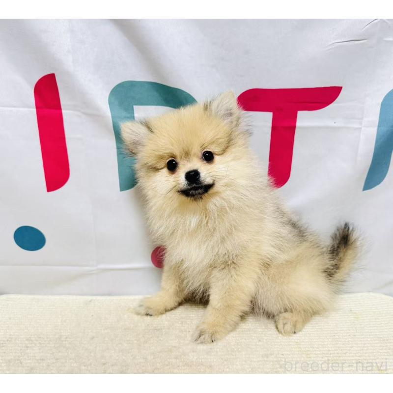 販売中の岐阜県のポメラニアン-434713の2枚目